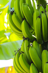 A bunch of green bananas on tree © Bowonpat