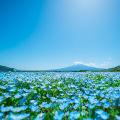 富士山とネモフィラと河口湖