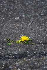 Dandelion plant with yellow flower growing out of asphalt sidewalk and creating a crack
