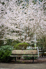 Rustic wood bench on a spring day with a flowering ornamental tree with pale pink blossoms in the background
