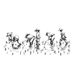 Drawing of Thai Farmers are planting rice in the farm.