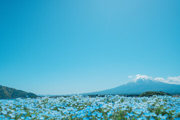 富士山とネモフィラと河口湖