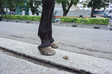 Front horse leg close up low angle view at the road