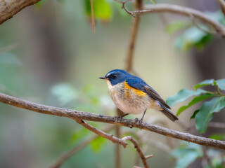 Fototapeta premium 森の中で枝に留まっているルリビタキの雄