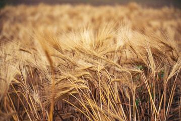 Naklejka premium Dry barley wheat agriculture field ingredient for bread grain cultivated in produce agricultural. Golden field pasture farmland. Barley Ripe barleys on evening sunset. cultivated natural farmland