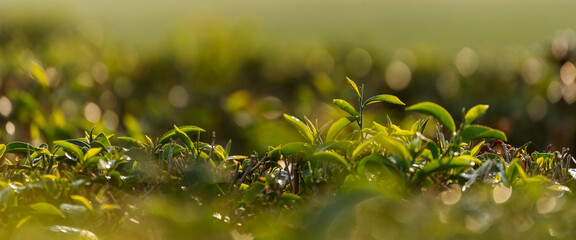 Banner Green tea tree leaves field young tender bud herbal Green tea tree in camellia sinensis...