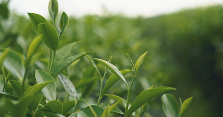 Green tea tree fresh leaves in eco herbal farm. Tree tea plantations in morning sun light....