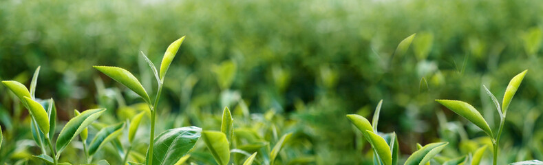 Green tea tree fresh leaves in eco herbal farm. Tree tea plantations in morning sun light. Freshness herbal natural garden farmland. Drinking organic relax heath plant. Green tea tree in farm