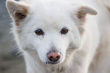何かを訴えかける表情の白い犬