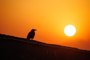 夕日とカラスのシルエット