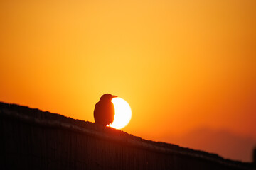 夕日とカラスのシルエット