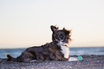 海岸の砂場でおもちゃで遊ぶチワックスの犬