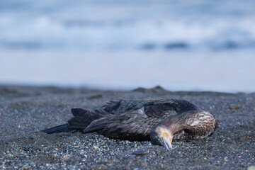 海岸で死んでいる鳥
