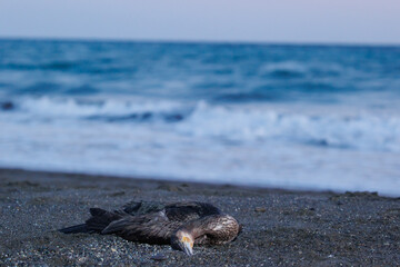 砂浜に打ち上げられた鳥の死骸