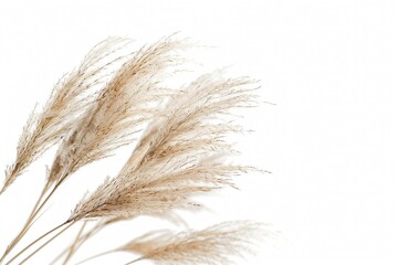 Feather Reed Grass, isolated on white
