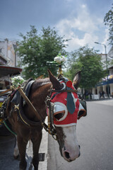 Head horse close up with red cloth mask, they use for pull carriages carrying people