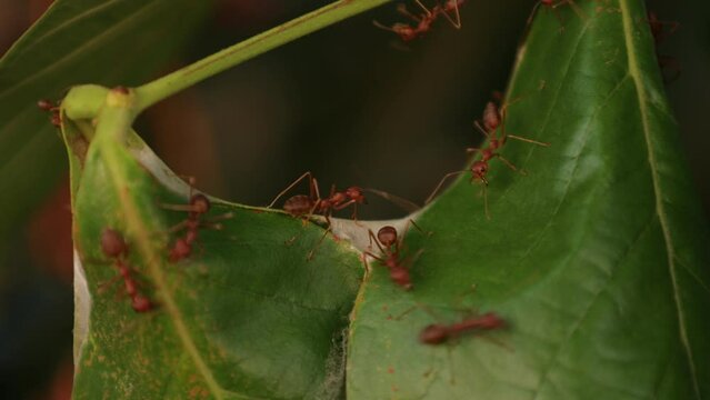 ant on a leaf