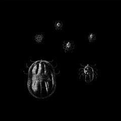 Dog Ticks hand drawing vector isolated on black background.