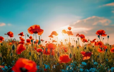 Obraz premium Beautiful view at sunrise. Red poppies blooming in the field against the sun, blue sky. Wildflowers in spring. Stunning natural views