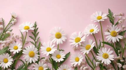White daisy chamomile flowers on pale pink background