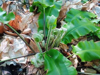Plant in the middle of growth spurt HD background 