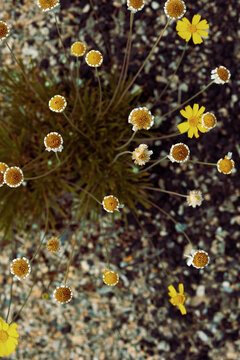 Pretty yellow wild flowers blooming 