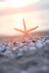 Starfish on beach background