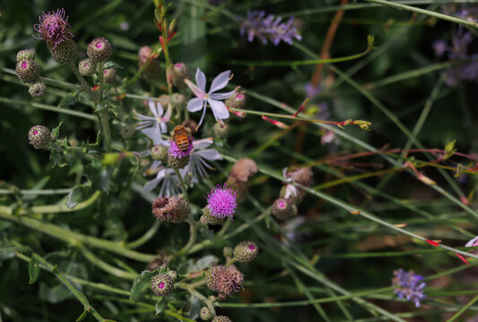 honey bee is on wild flower