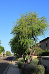 Blooming mesquite trees with brown-yellow flowers shaped like earrings along city streets in spring...