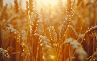 What a view. Wheat Field with Sun. Golden Wheat Ears close up. Fresh Rye plant. Rich Harvest Concept Idea. Rural Landscape Under Beautiful Shining Sunlight