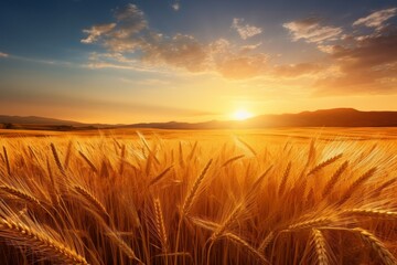 Obraz premium Scenic sunset over golden wheat field