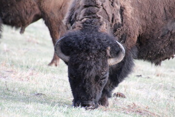 american bison in the field