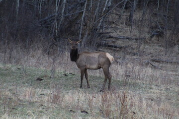 Elk In The Wild, Elk Island National Park, Alberta