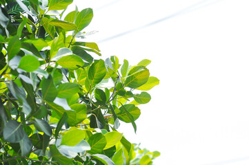 Artocarpus heterophyllus Lam, A heterophylla or jackfruit or jackfruit tree and sky