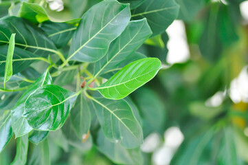 Obraz premium Artocarpus heterophyllus Lam, A heterophylla or jackfruit or jackfruit tree