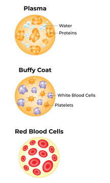 Plasma, Buffy Coat, Red Blood Cells Science Design Vector Illustration Diagram
