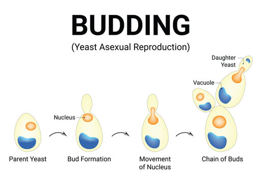 Budding Yeast Asexual Reproduction Science Design Vector Illustration Diagram