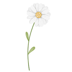 Watercolor white flower.