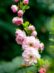 Obraz premium delicate pink sakura begins to bloom in the city garden