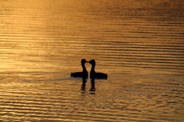 Love Birds On The Lake, Elk Island National Park, Alberta