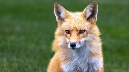 A close up of a red fox on the grass