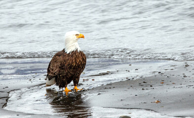 American bald eagle on beach in Homer Alaska United States