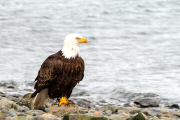 Bald eagle on rocky beach on Homer Spit Alaska United States