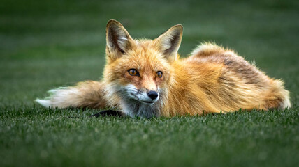 A close up of a red fox on the grass