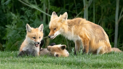 A mother Red Fox and her babies