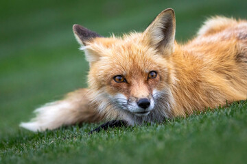 A close up of a red fox on the grass