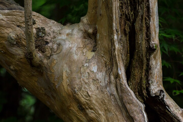 森の木の樹皮や根の風景