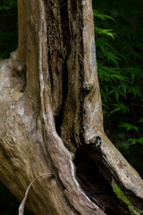 森の木の樹皮や根の風景