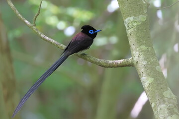 Japanese Paradise Flycatcher that has just crossed over