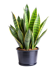 sansevieria or snake plant in black pot isolated on transparent background